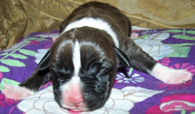 DDDAWGS Night Of Passion